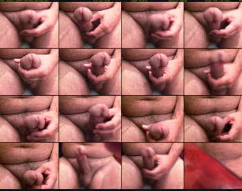 shybearx