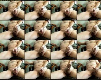 bare_bear