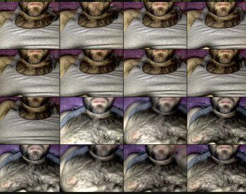 alphababoonsex