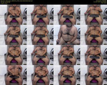 latino_bear