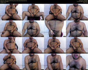 latino_bear