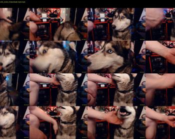 aceshadowz