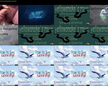yellowsnakes