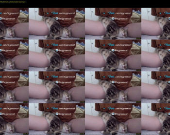 mjgreencat