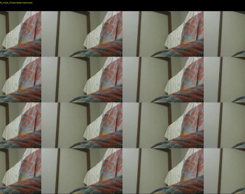 shaynex1