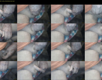stillhorny53