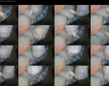stillhorny53